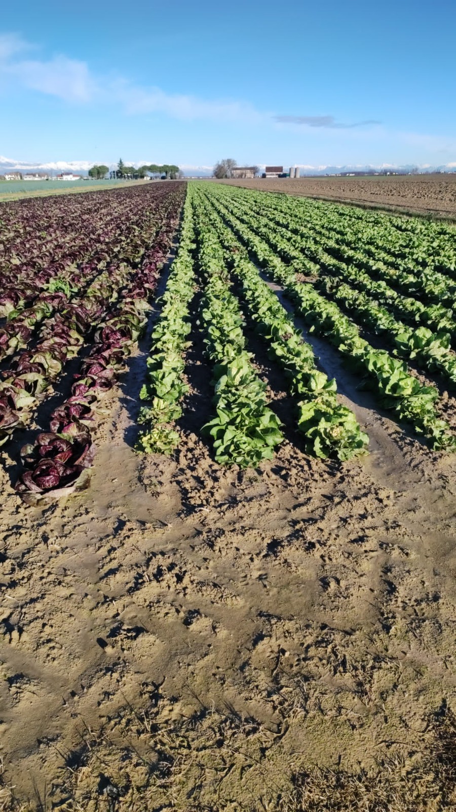 Produttori di frutta e verdura in Veneto